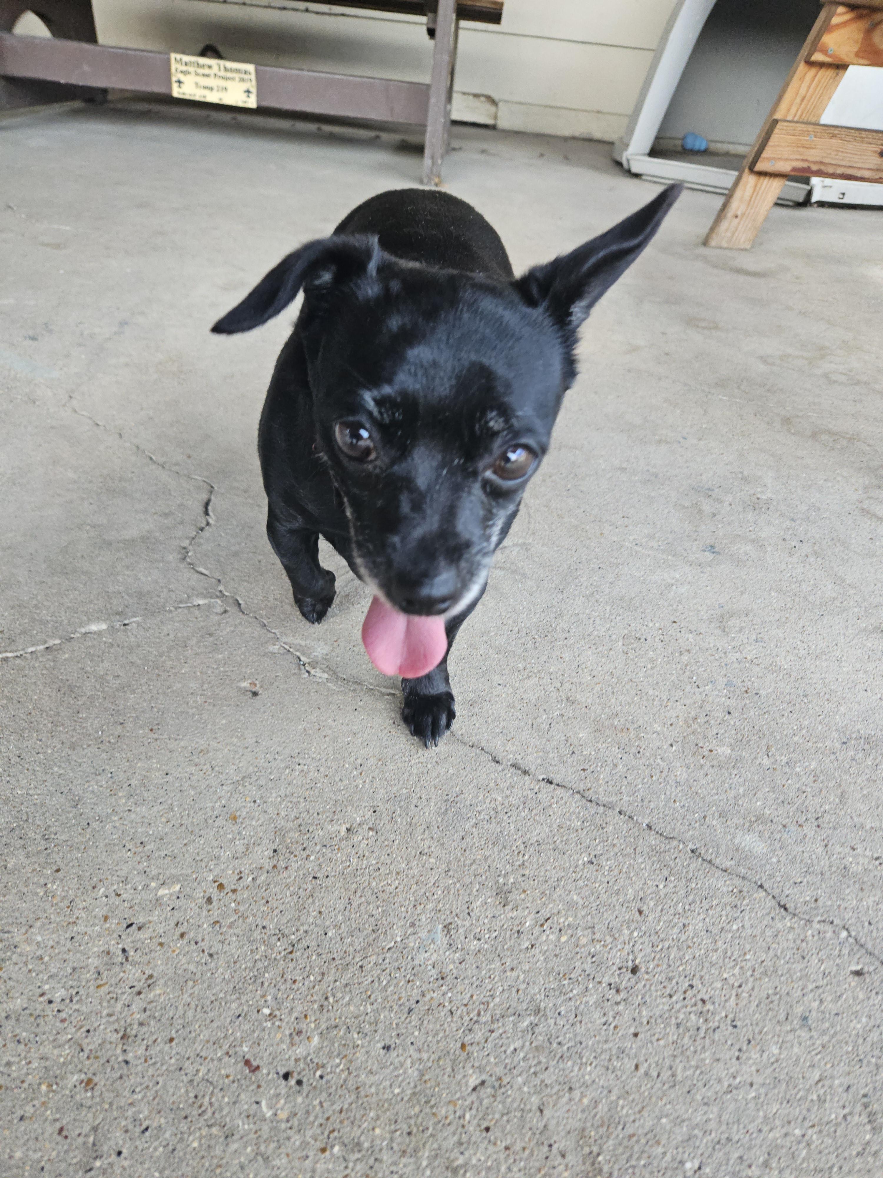 Melly, adoptable, Adult Female Chihuahua.