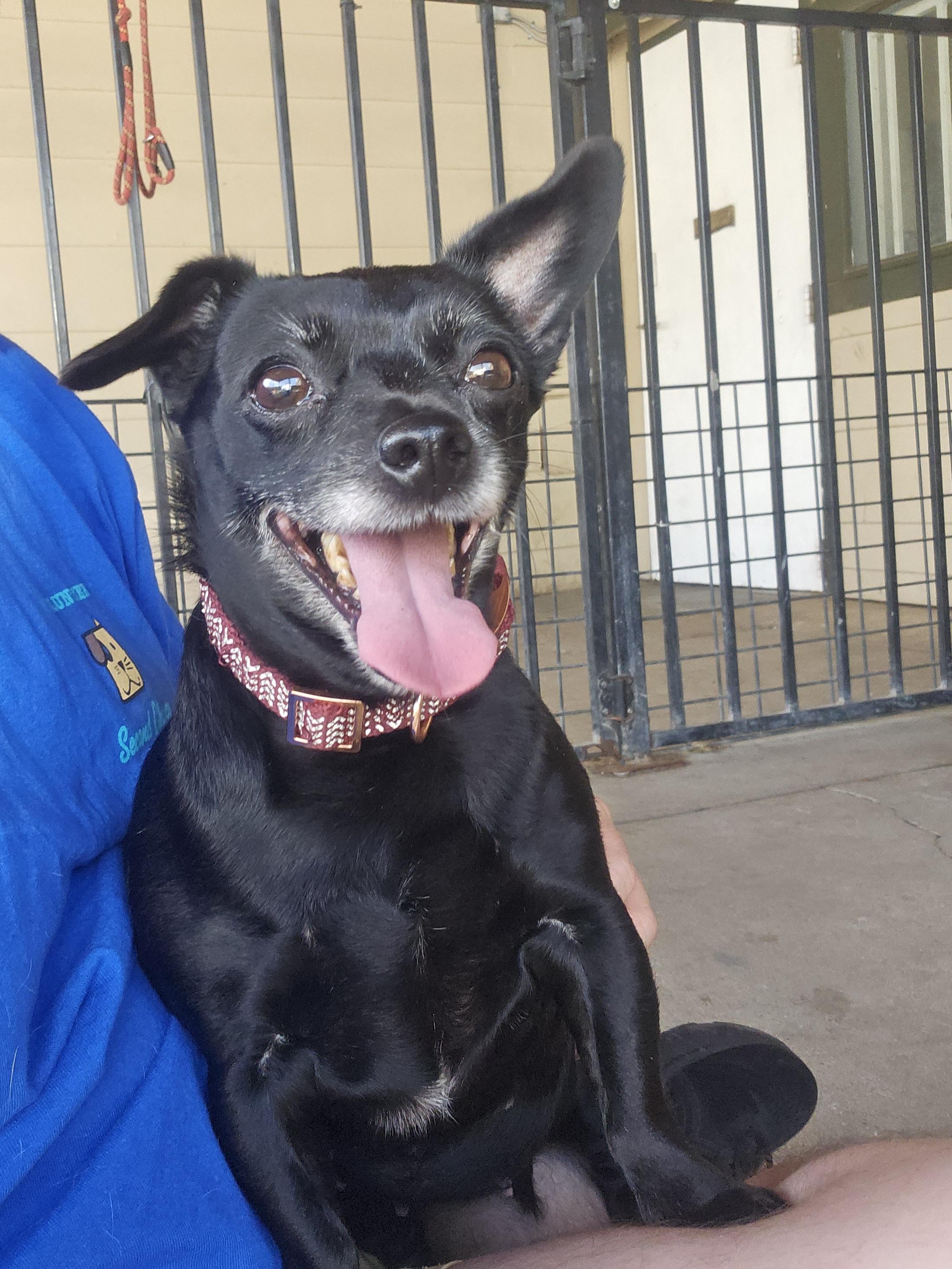 Melly, an adoptable Chihuahua in Plano, TX image 5/5