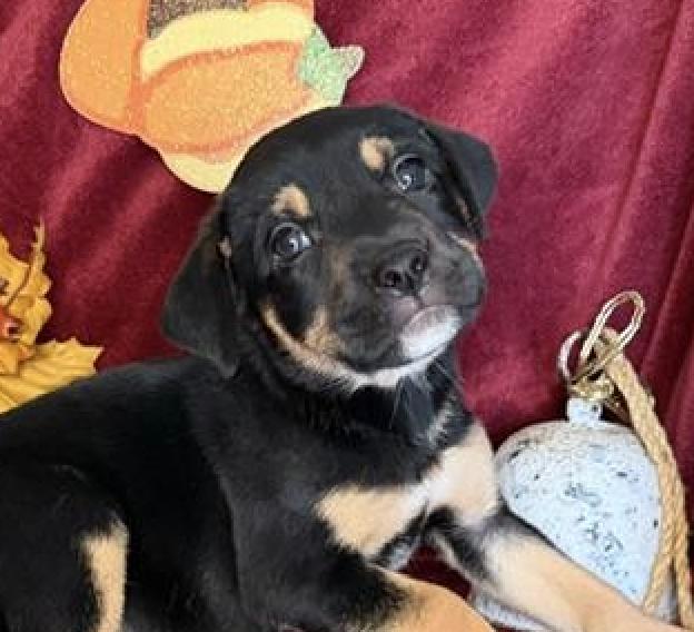 Enlarge Athena Greek, a Adoptable mixed breed in Woburn, MA image 1/4