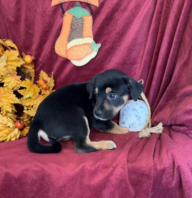 Enlarge Athena Greek, a Adoptable mixed breed in Woburn, MA image 2/4