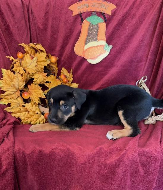 Enlarge Athena Greek, a Adoptable mixed breed in Woburn, MA image 3/4
