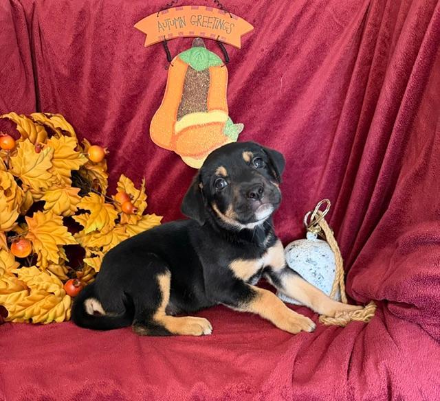 Enlarge Athena Greek, a Adoptable mixed breed in Woburn, MA image 4/4