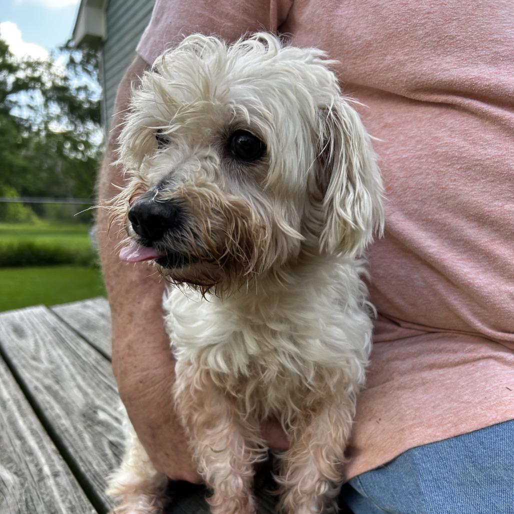 Shimmer, a Adoptable Maltese in Santa Fe, TX image 1/4