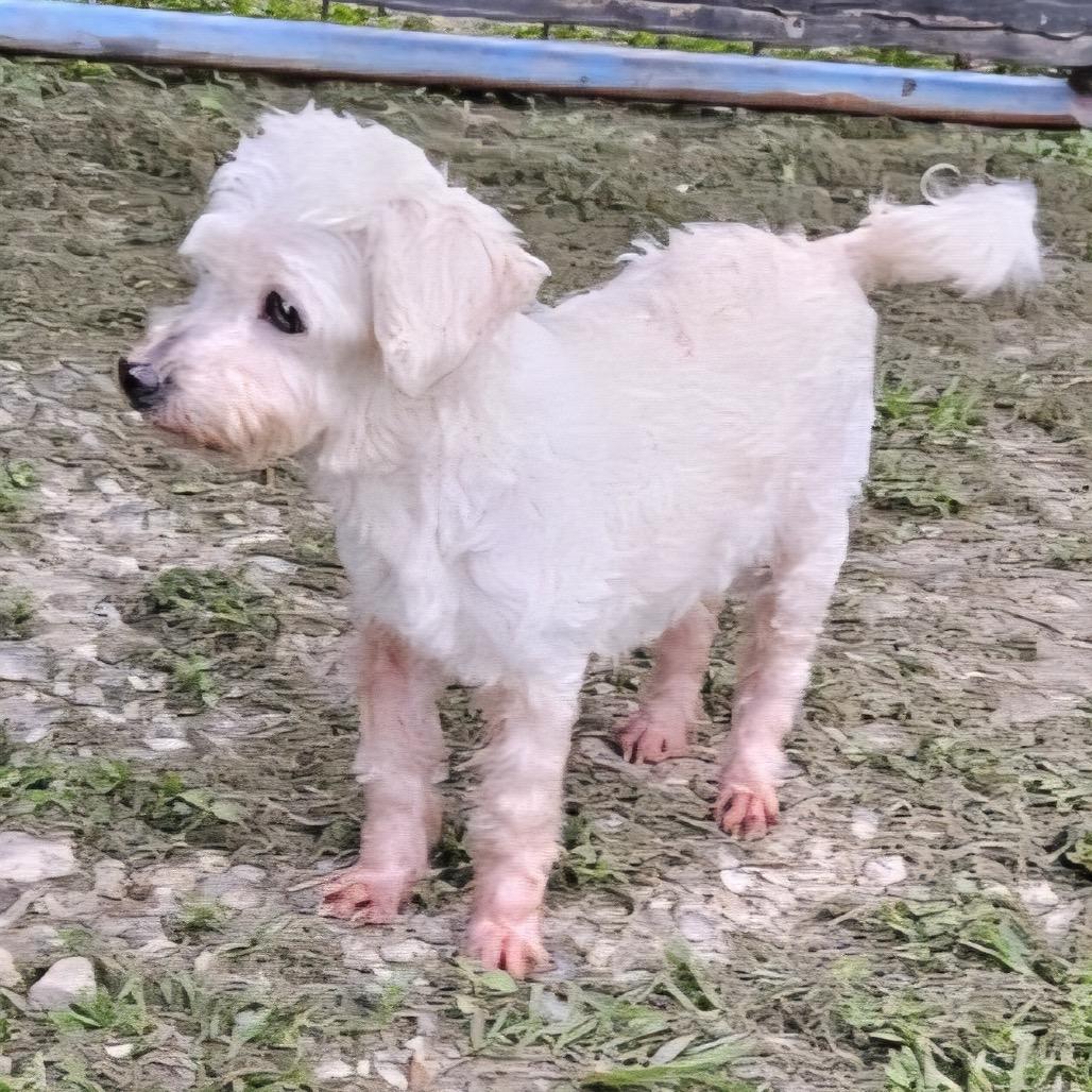 Shimmer, a Adoptable Maltese in Santa Fe, TX image 2/4