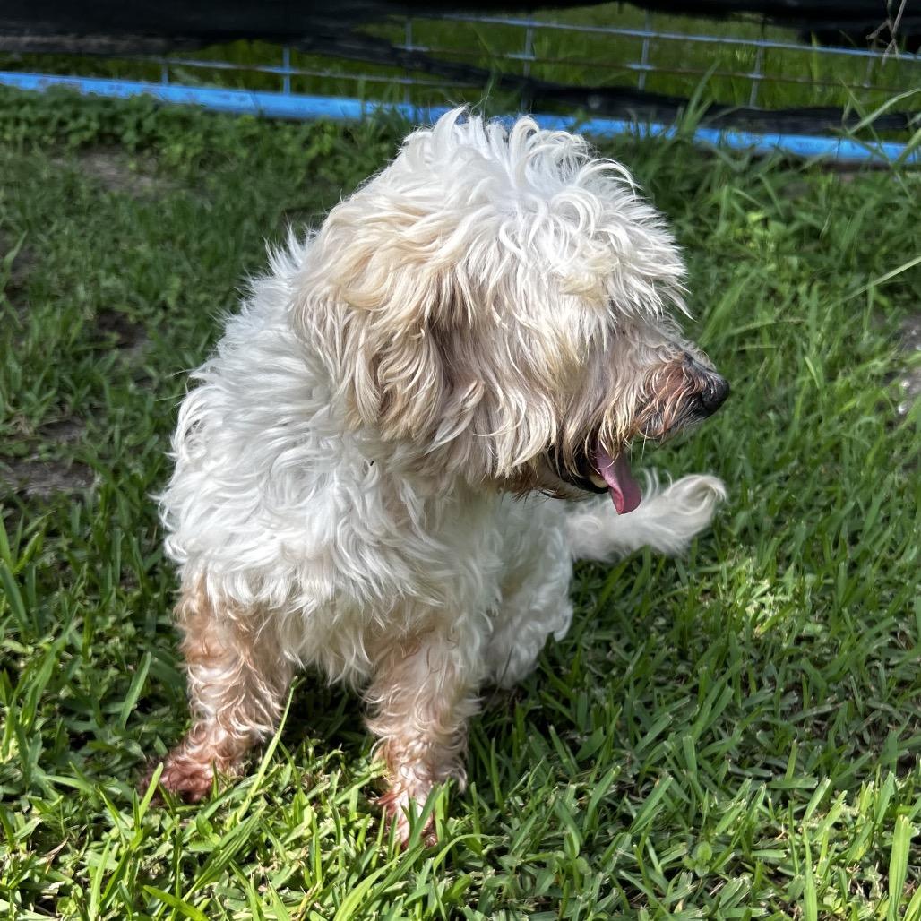 Shimmer, a Adoptable Maltese in Santa Fe, TX image 3/4