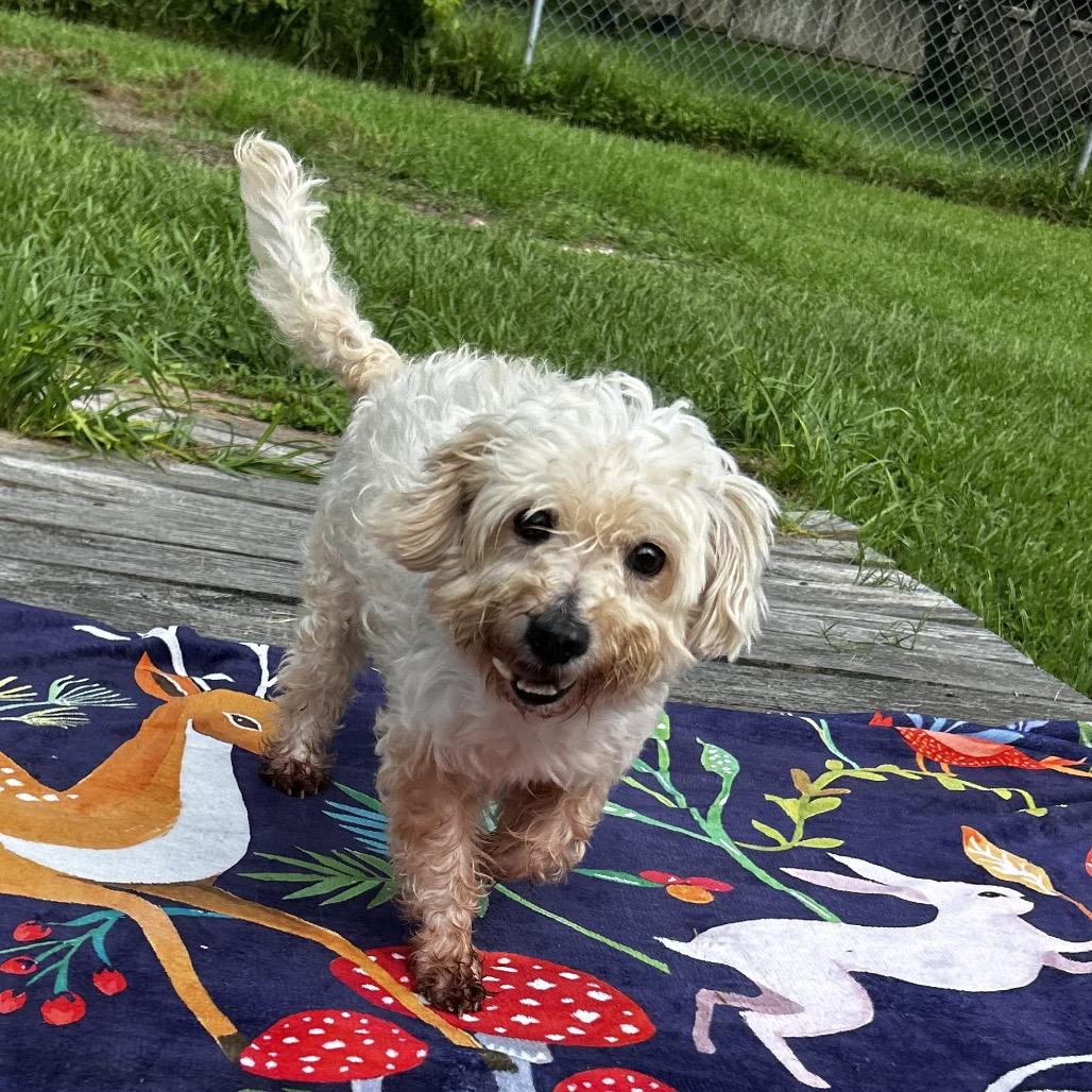 Shimmer, a Adoptable Maltese in Santa Fe, TX image 4/4