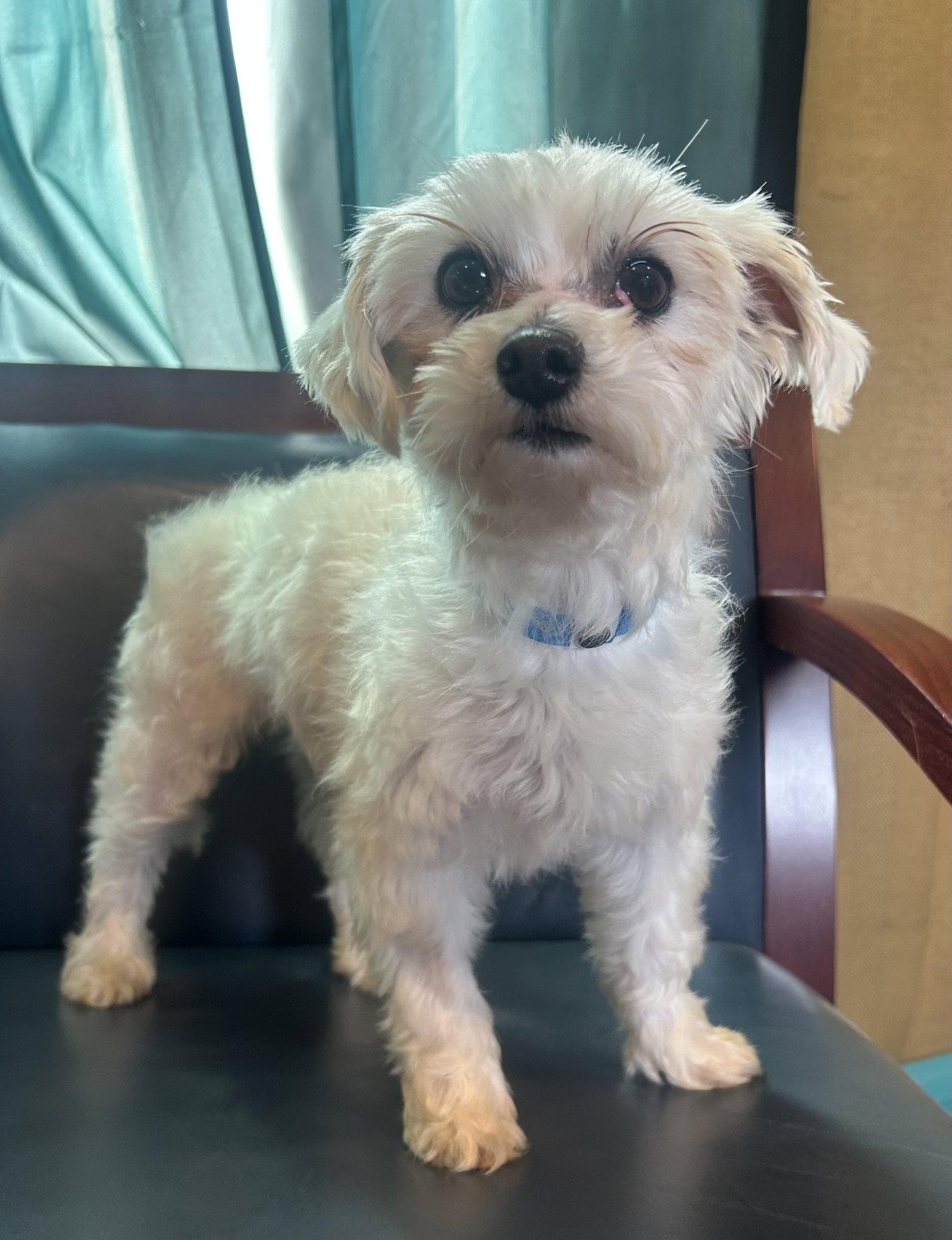 Enlarge Snickers Mar 26, a Adoptable mixed breed in Pacolet, SC image 2/3