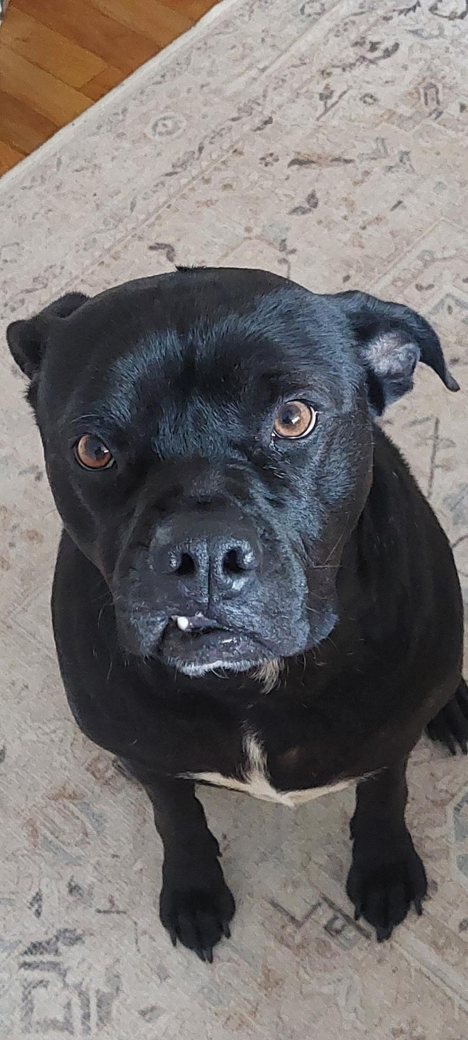 Enlarge Coby, a Adoptable Mixed Breed in Jersey City, NJ image 1/2