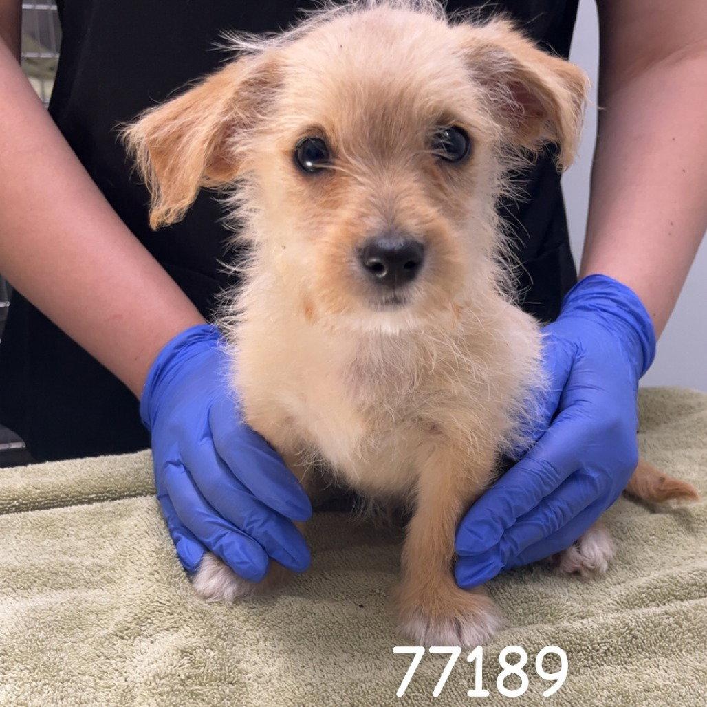 TUNDRA, Adopted, Puppy Male Terrier.