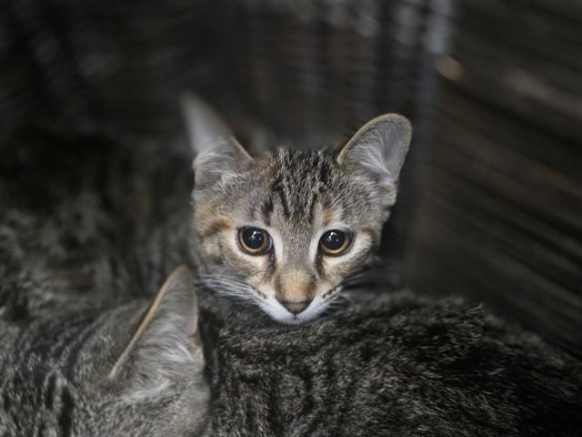 Enlarge FERN, a Adoptable Domestic Short Hair in Antioch, CA image 1/1