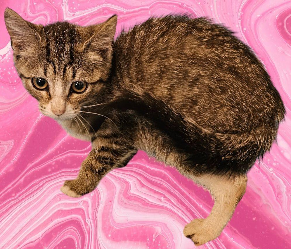 Cat for adoption Anne, a Domestic Short Hair & Tabby Mix in New