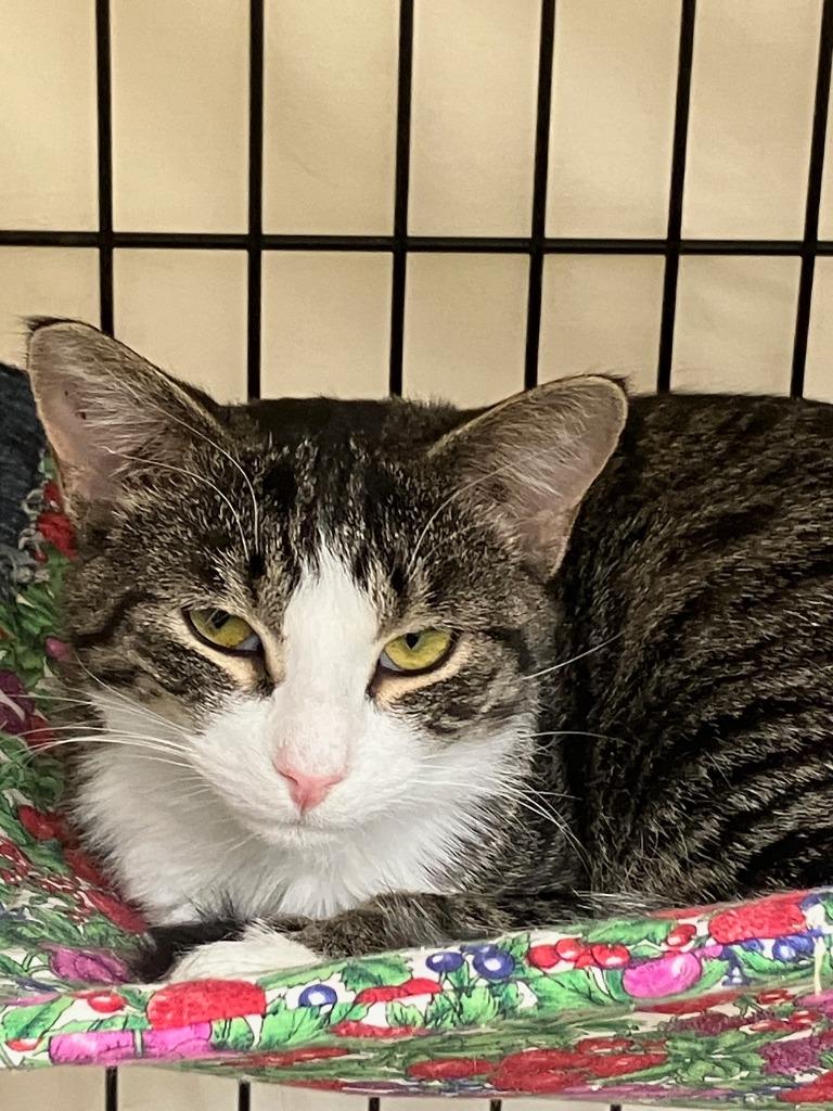 Enlarge Noni, a Adoptable mixed breed in Lunenburg, MA image 2/2