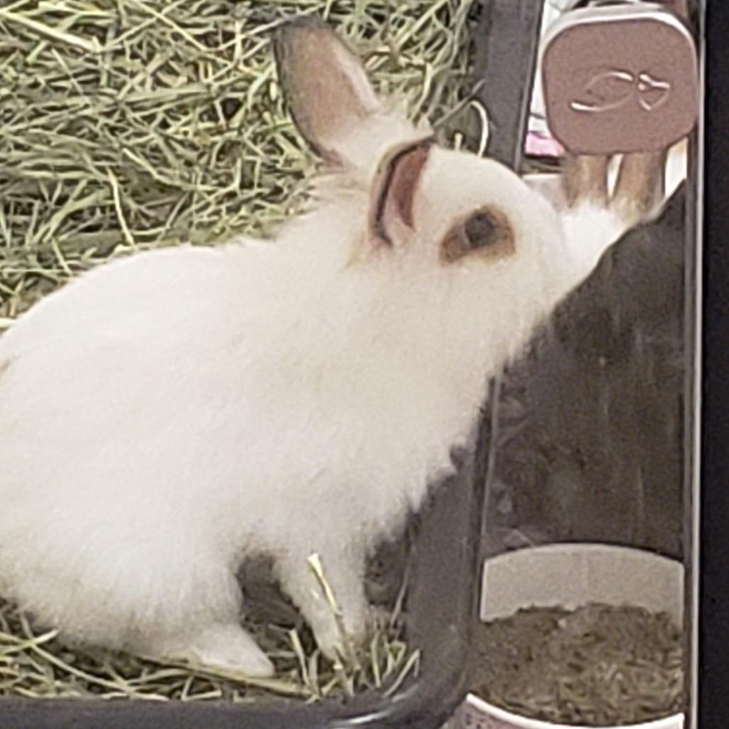 Yogibeary with Sandy, Adoptable, Young Male Lionhead & Bunny Rabbit.
