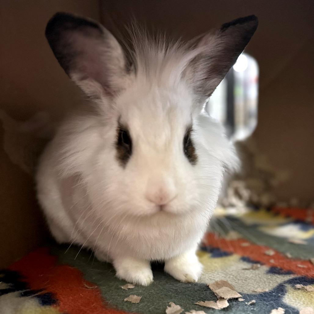 Enlarge Yogibeary with Sandy, a Adoptable mixed breed in Erie, CO image 2/6