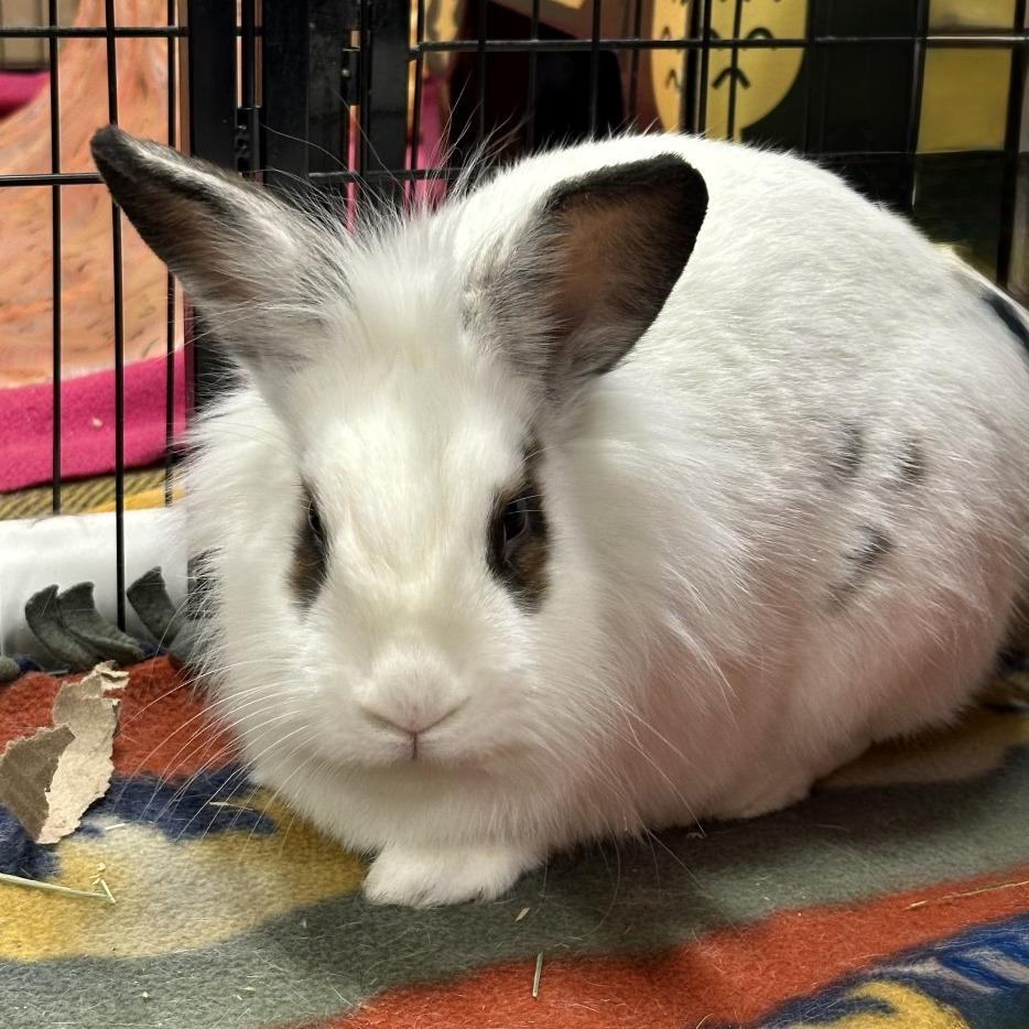 Enlarge Yogibeary with Sandy, a Adoptable mixed breed in Erie, CO image 6/6