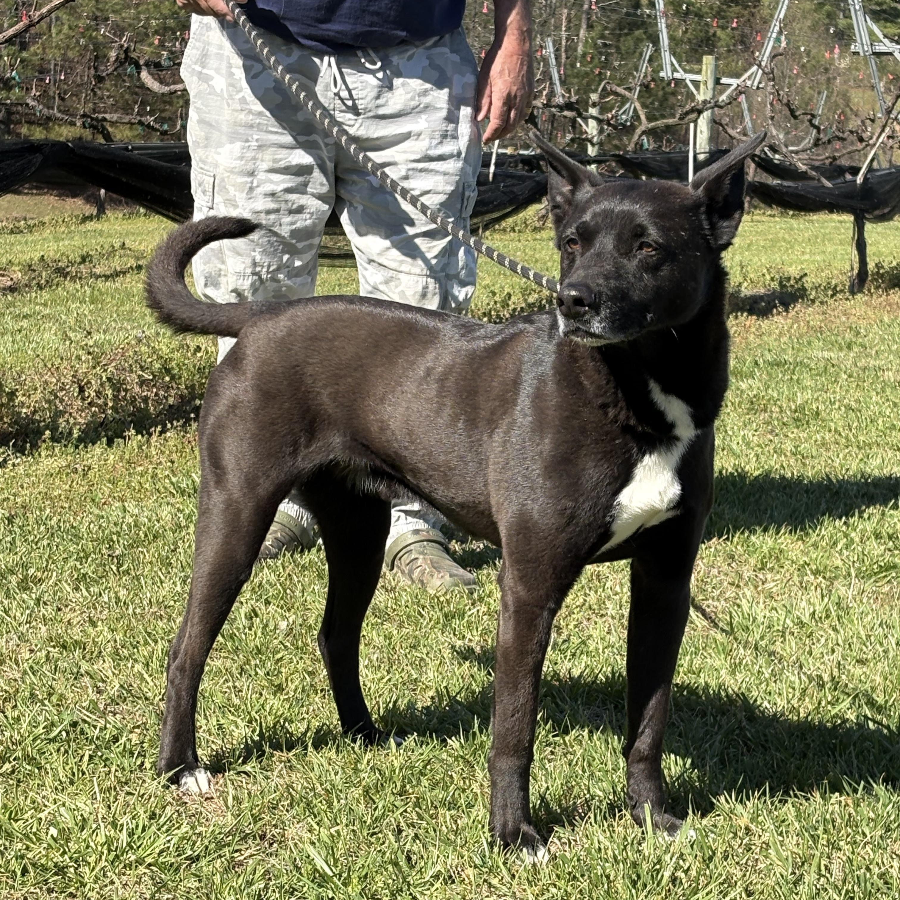 Enlarge Little Guy, a Adoptable mixed breed in Jasper, GA image 6/6