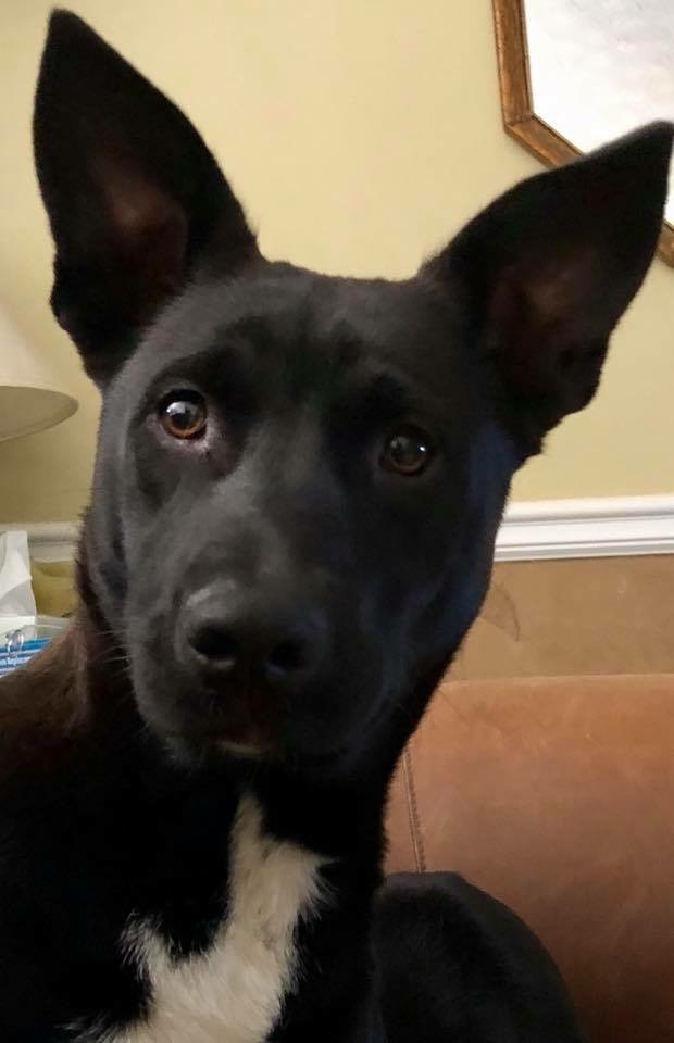 Little Guy, Adoptable, Adult Male Husky & Mixed Breed.