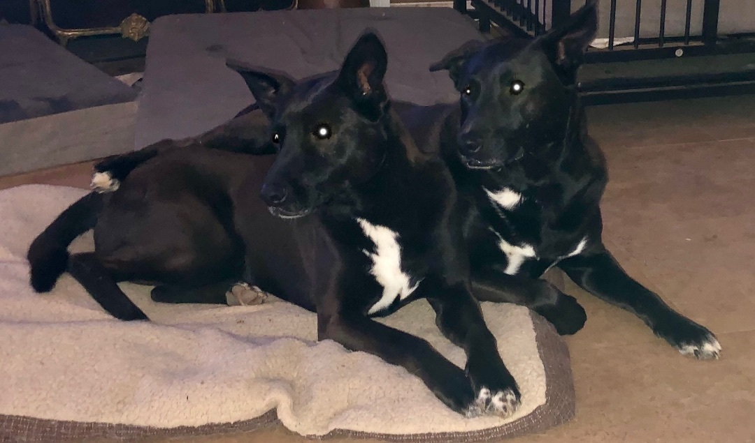 Little Guy, a Adoptable mixed breed in Alpharetta, GA image 2/12