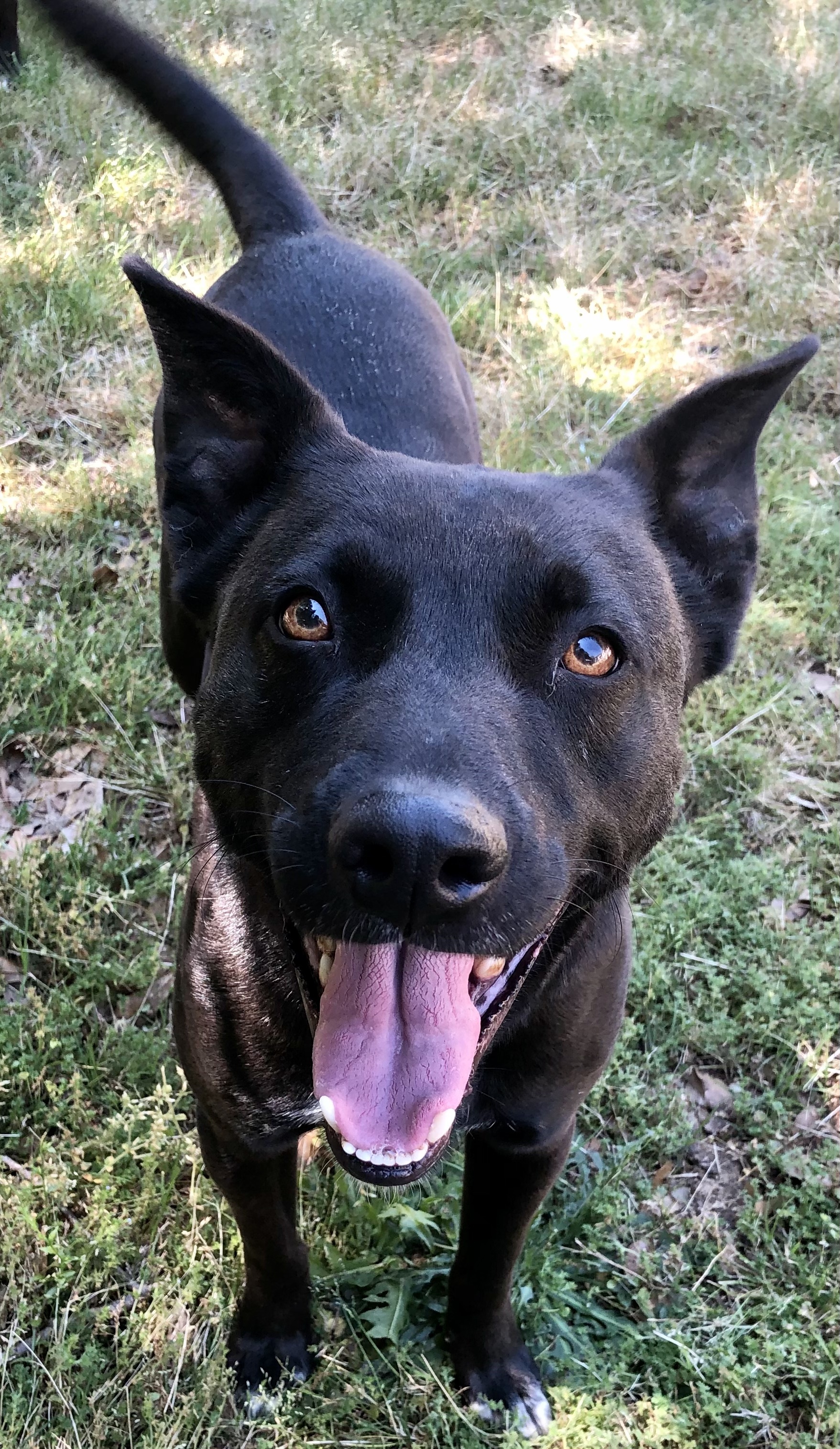 Little Guy, a Adoptable mixed breed in Alpharetta, GA image 3/12