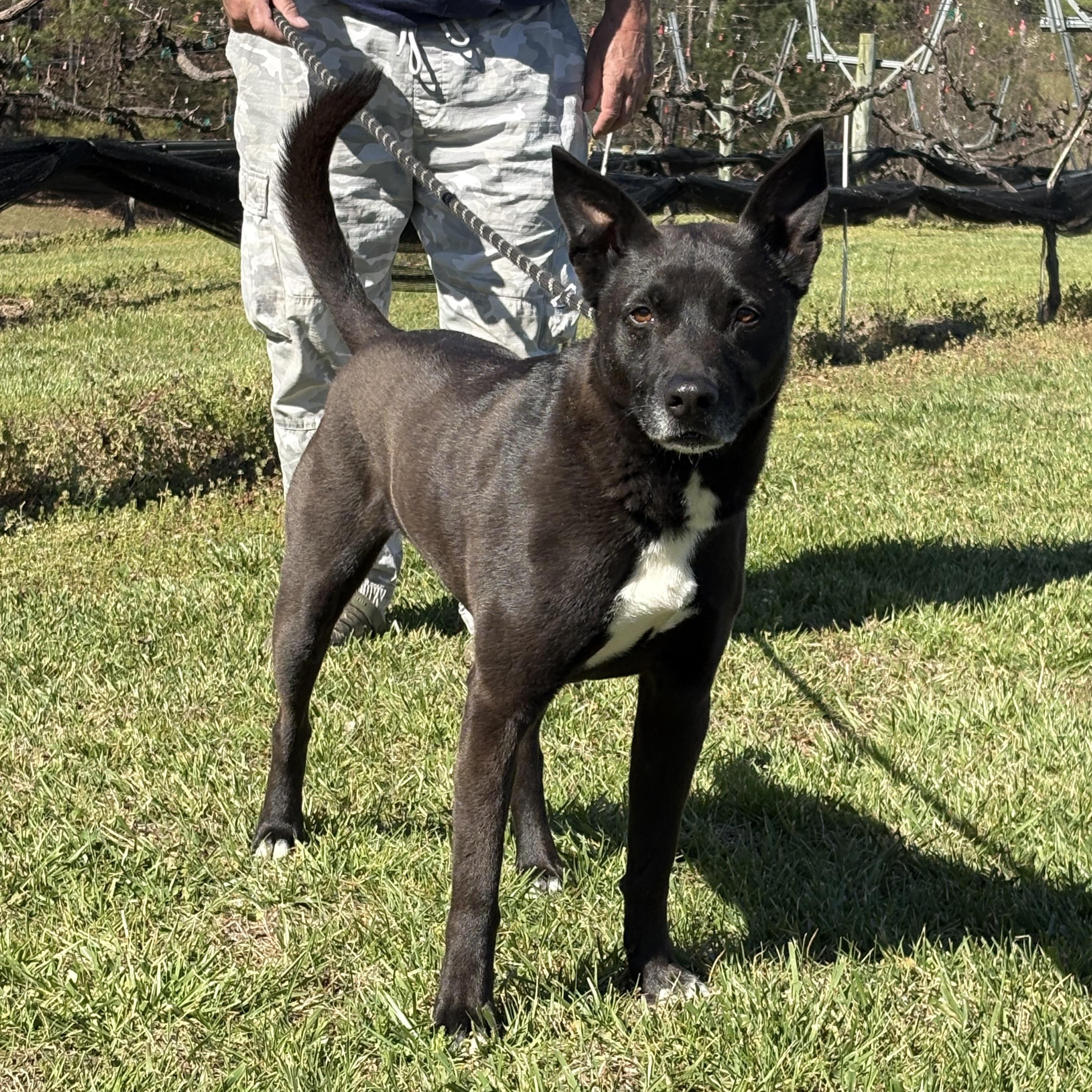 Little Guy, Adoptable, Adult Male Siberian Husky & Mixed Breed.
