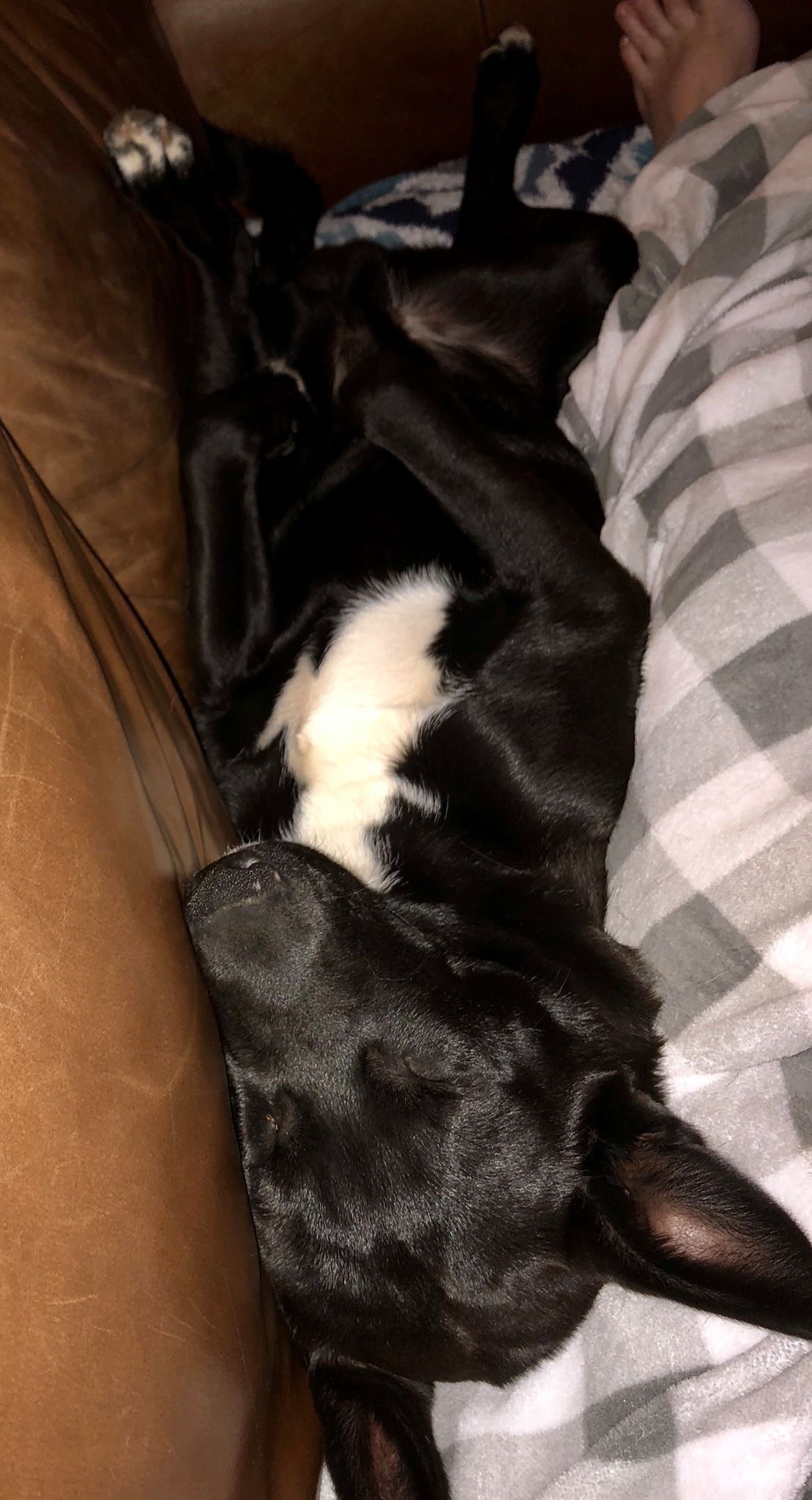 Little Guy, Adoptable, Adult Male Husky & Mixed Breed.