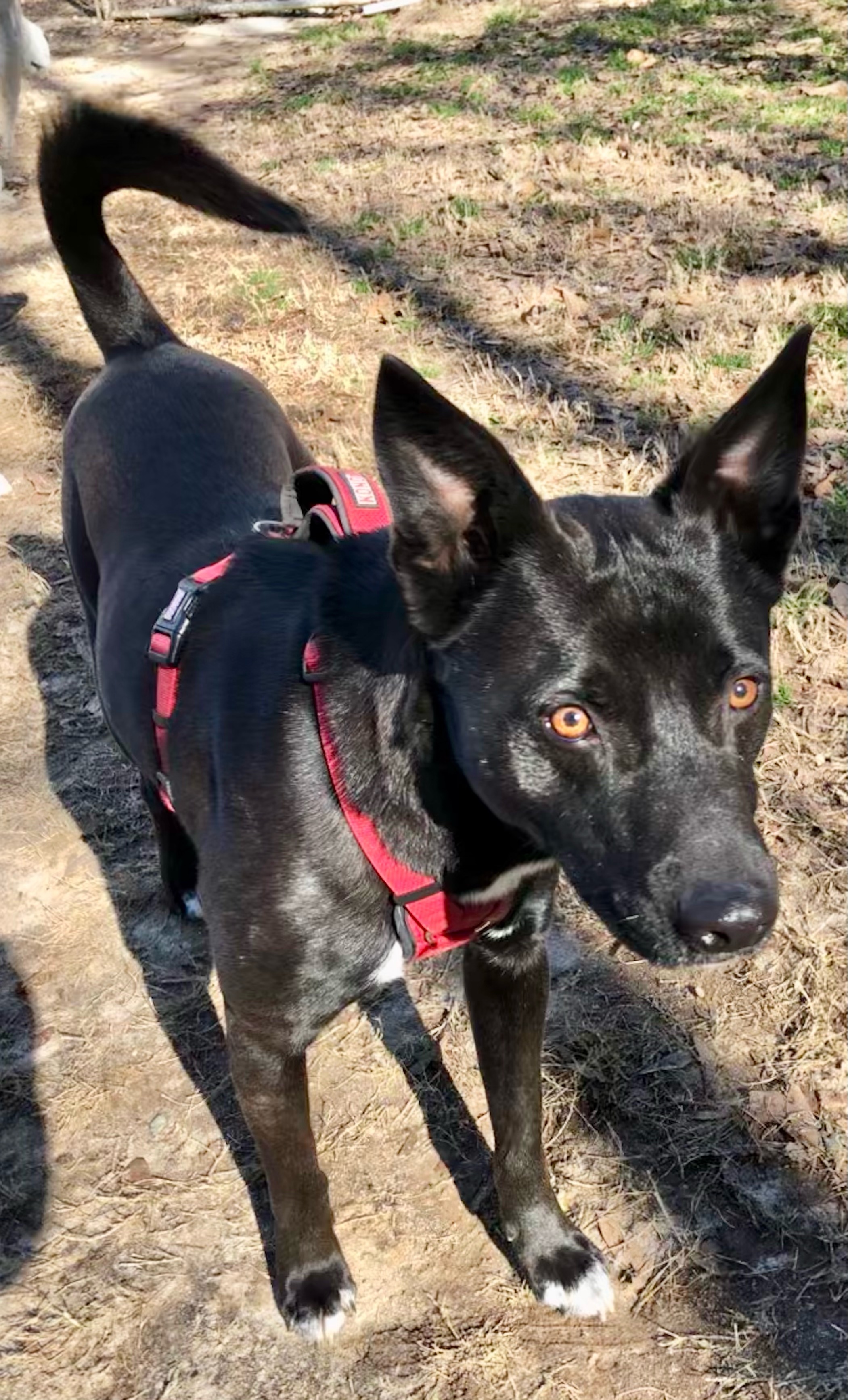 Little Guy, a Adoptable mixed breed in Alpharetta, GA image 5/12