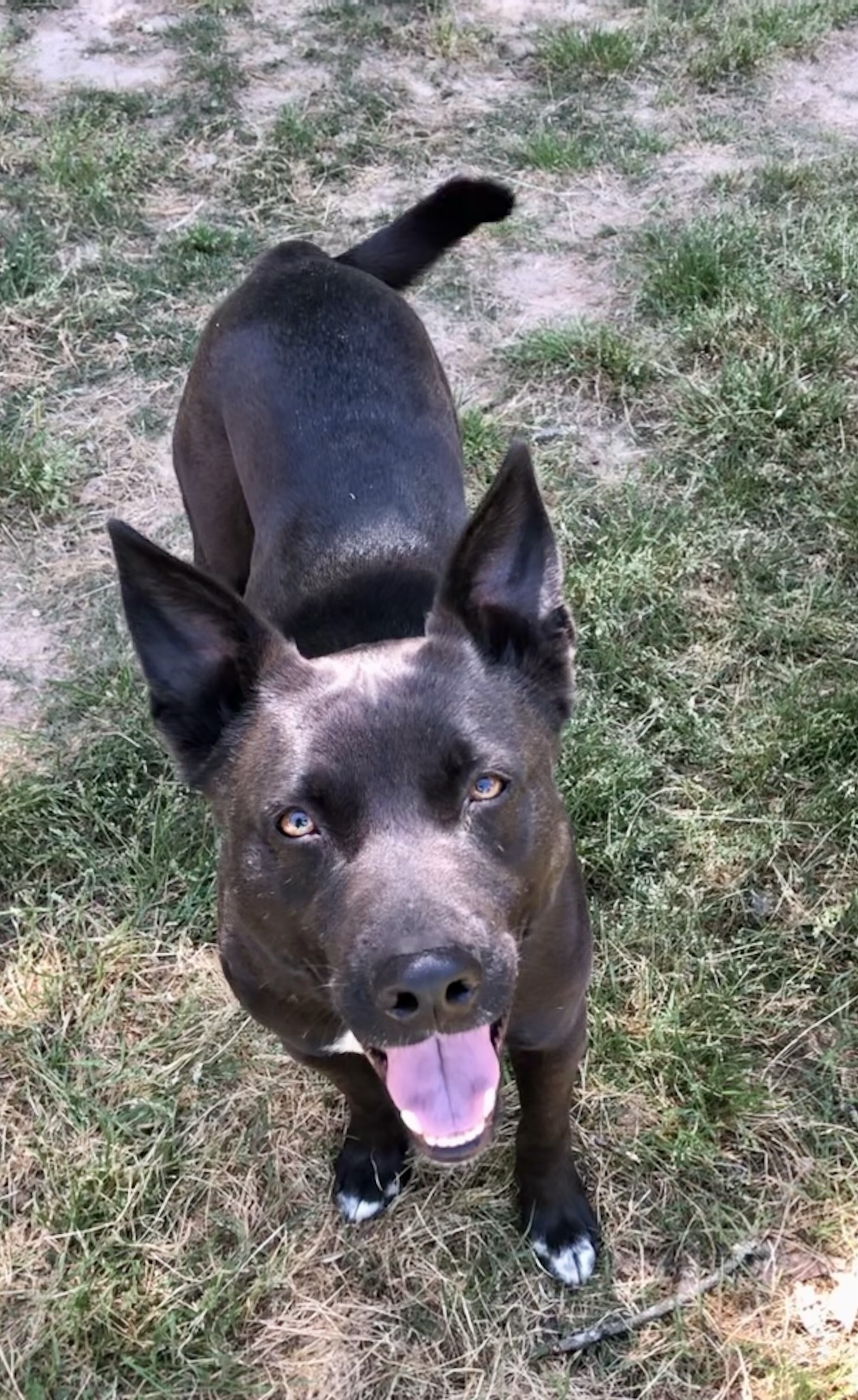 Little Guy, a Adoptable mixed breed in Alpharetta, GA image 6/12