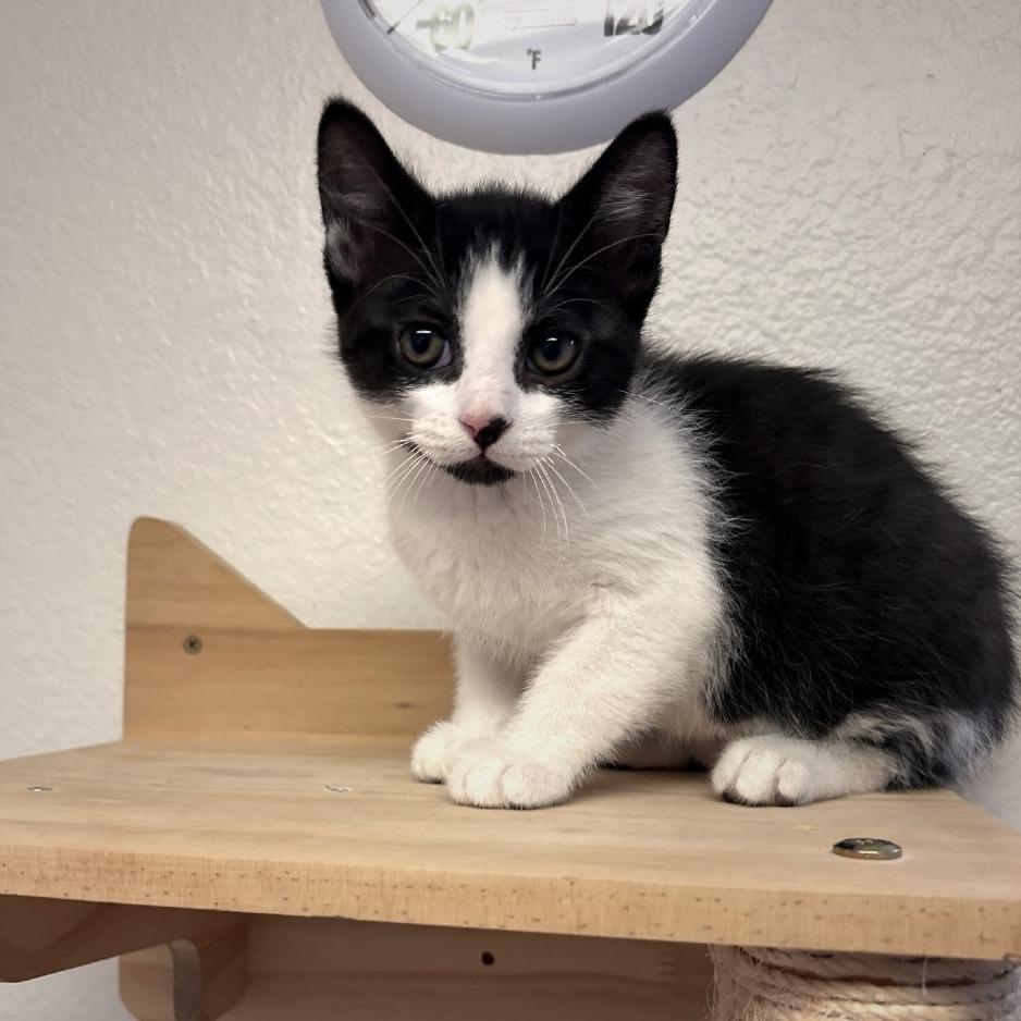 Enlarge Ferdinand, a Adoptable Domestic Short Hair in Allyn, WA image 1/3