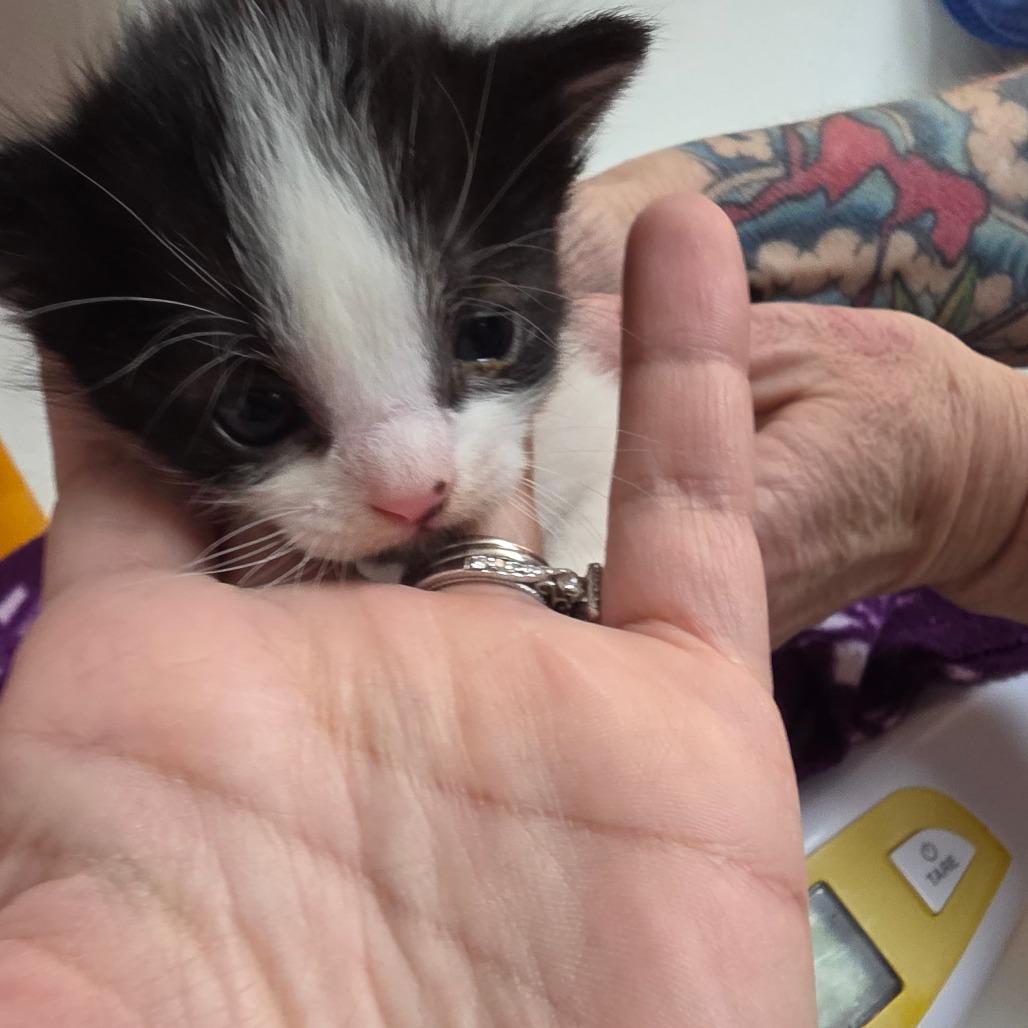 Enlarge Ferdinand, a Adoptable Domestic Short Hair in Allyn, WA image 2/3