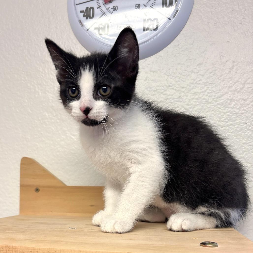 Enlarge Ferdinand, a Adoptable Domestic Short Hair in Allyn, WA image 3/3