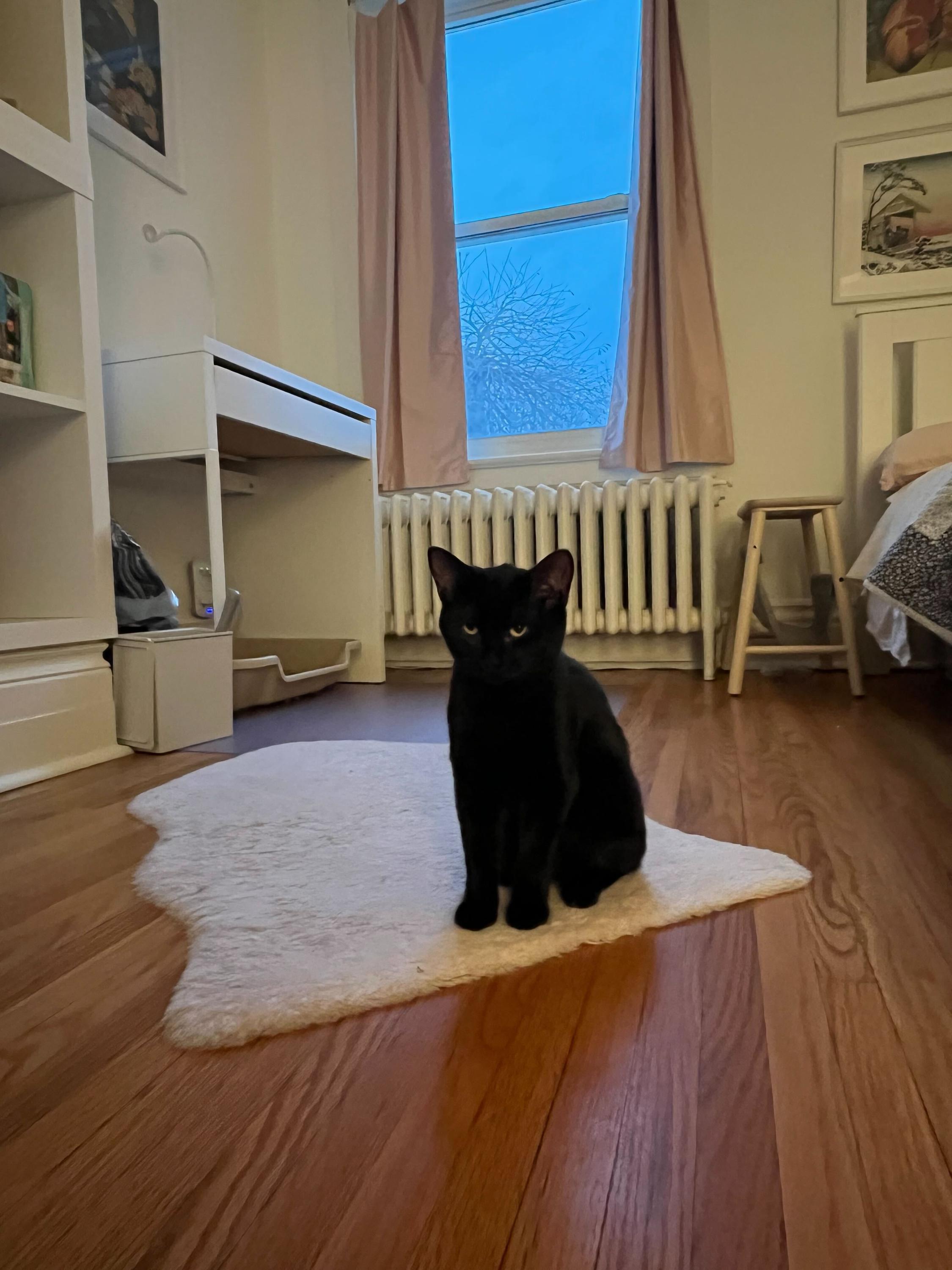 Cara, an adopted Domestic Short Hair in Toronto, ON image 1/3