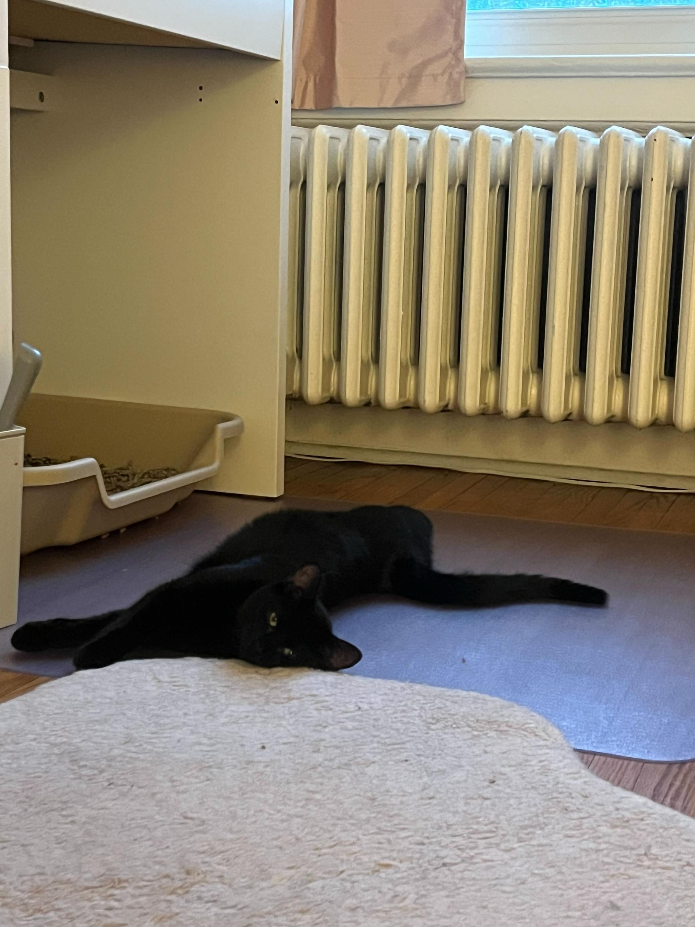 Cara, an adopted Domestic Short Hair in Toronto, ON image 2/3