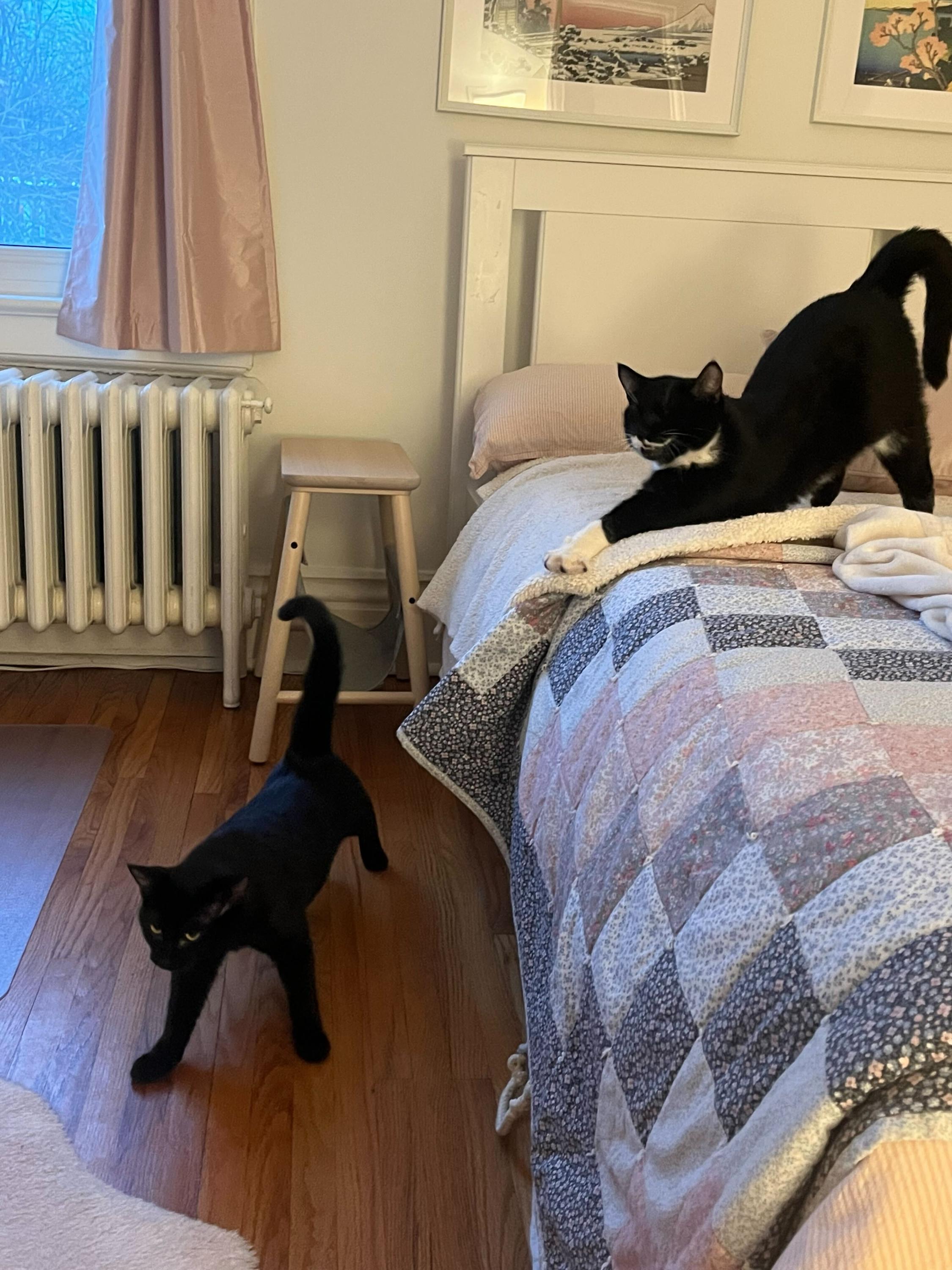 Cara, an adopted Domestic Short Hair in Toronto, ON image 3/3