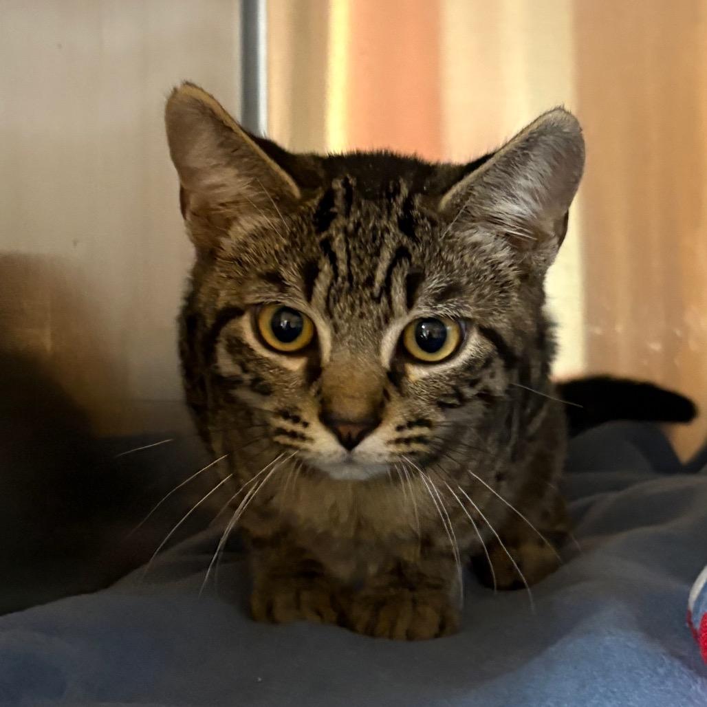 Capy, Adoptable, Kitten Male Domestic Short Hair.
