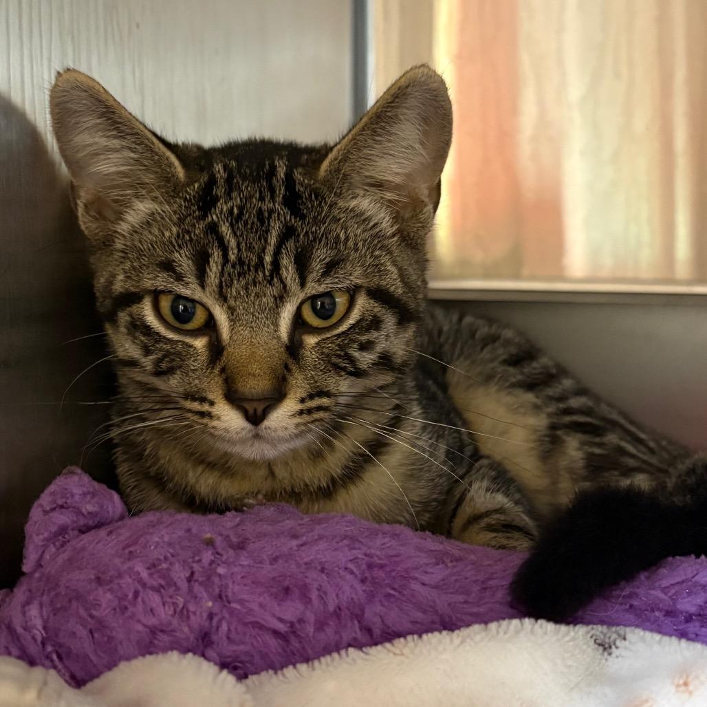 Enlarge Capy, a Adoptable Domestic Short Hair in Shinnston, WV image 2/2