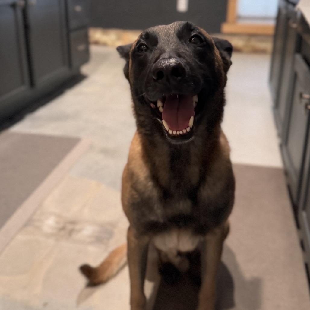 Enlarge Emmett (PNA Wee), a Adoptable Belgian Shepherd / Malinois in Tulsa, OK image 2/4