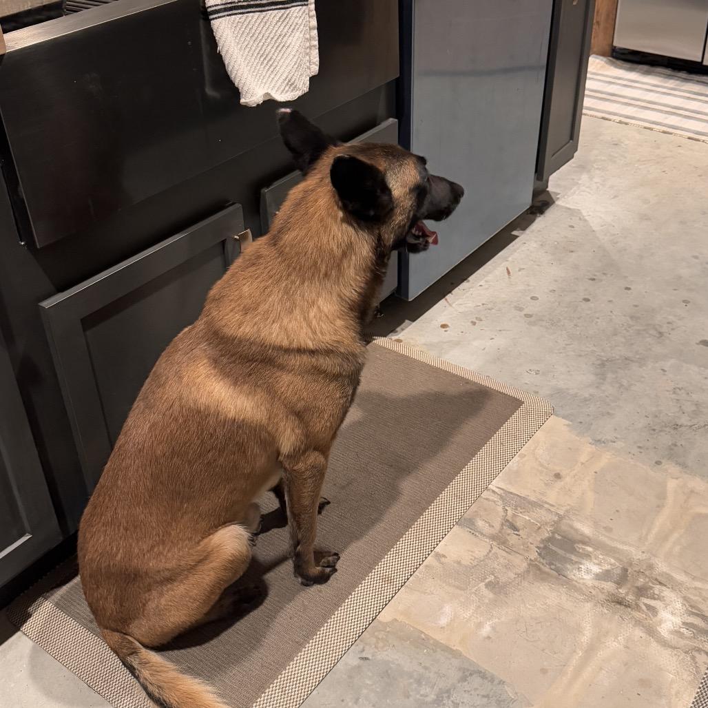 Enlarge Emmett (PNA Wee), a Adoptable Belgian Shepherd / Malinois in Tulsa, OK image 4/4