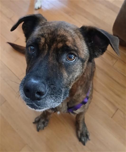 LADY BIRD, Adoptable, Adult Female Hound & Mixed Breed.