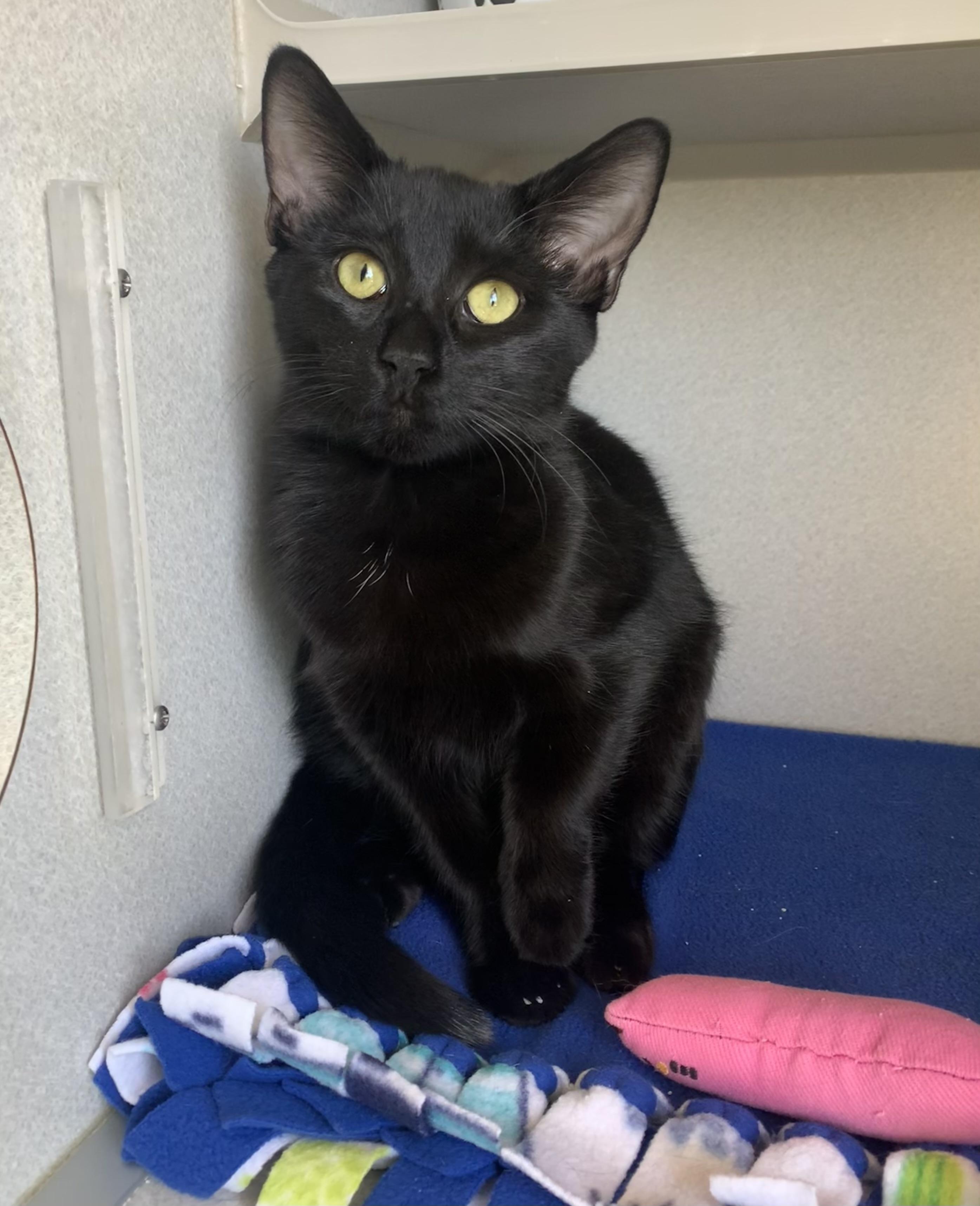 Enlarge Apple, a Adoptable Domestic Short Hair in Bisbee, AZ image 1/1