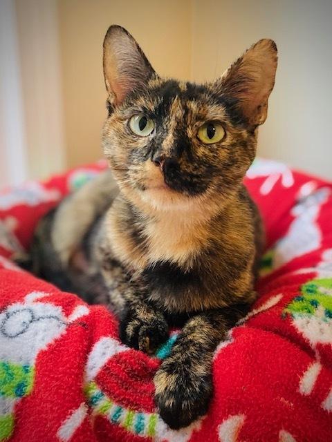 Anita, Adoptable, Adult Female Domestic Short Hair.