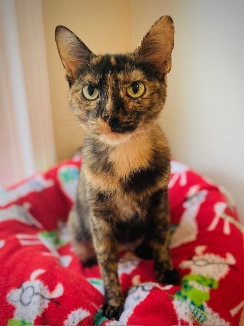 Enlarge Anita, a Adoptable Domestic Short Hair in Duxbury, MA image 2/3