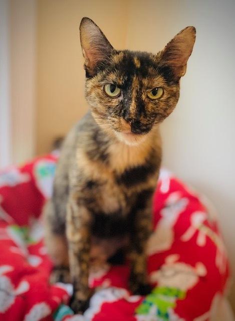 Enlarge Anita, a Adoptable Domestic Short Hair in Duxbury, MA image 3/3
