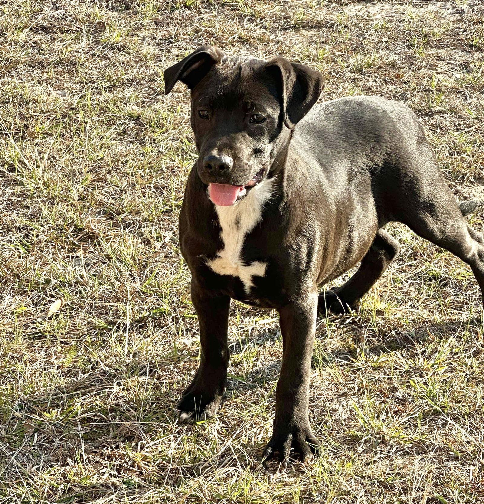 Monti, Adoptable, Puppy Male American Bulldog.