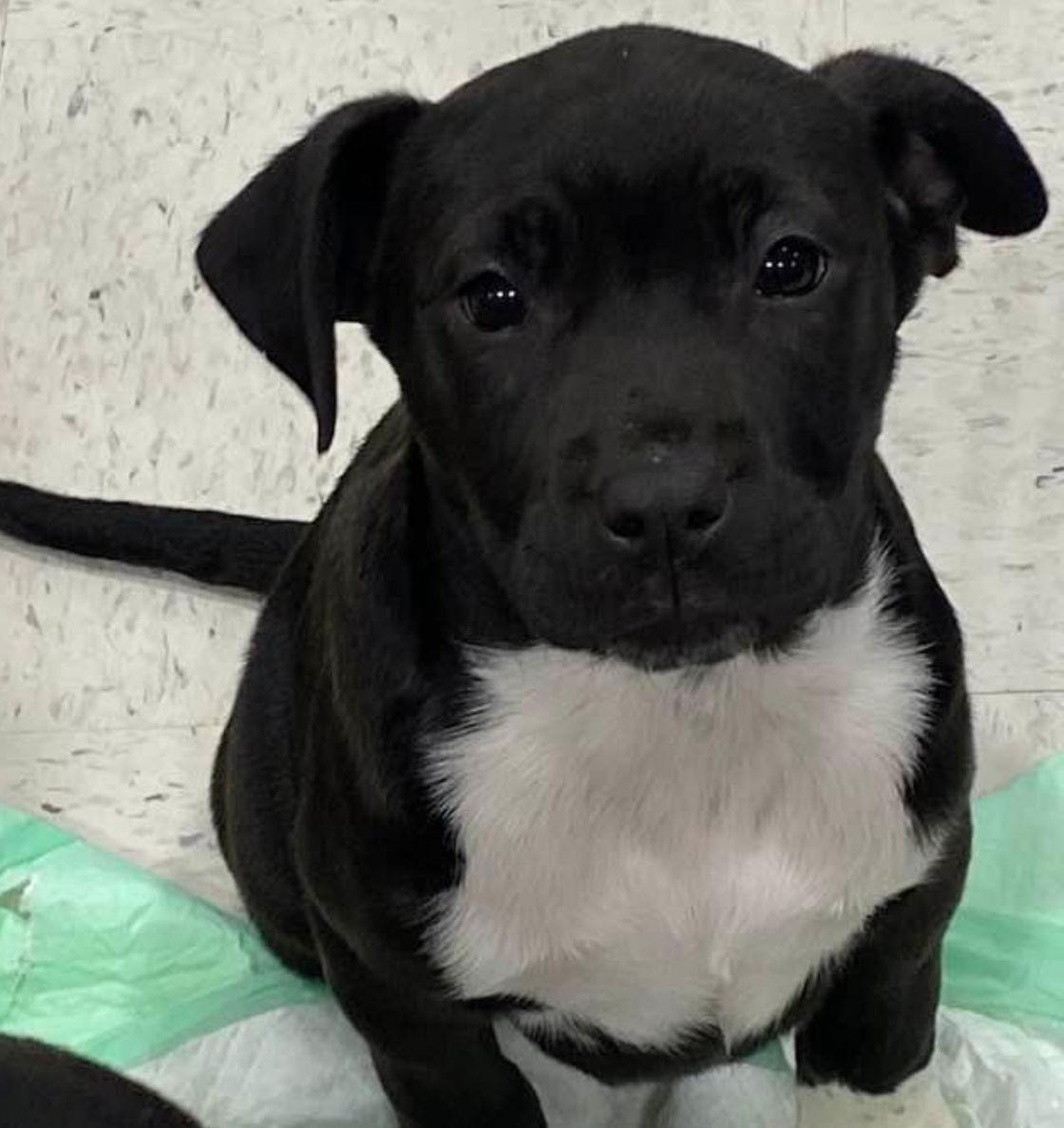 Enlarge Monti, a Adoptable American Bulldog in Grand Bay, AL image 3/3