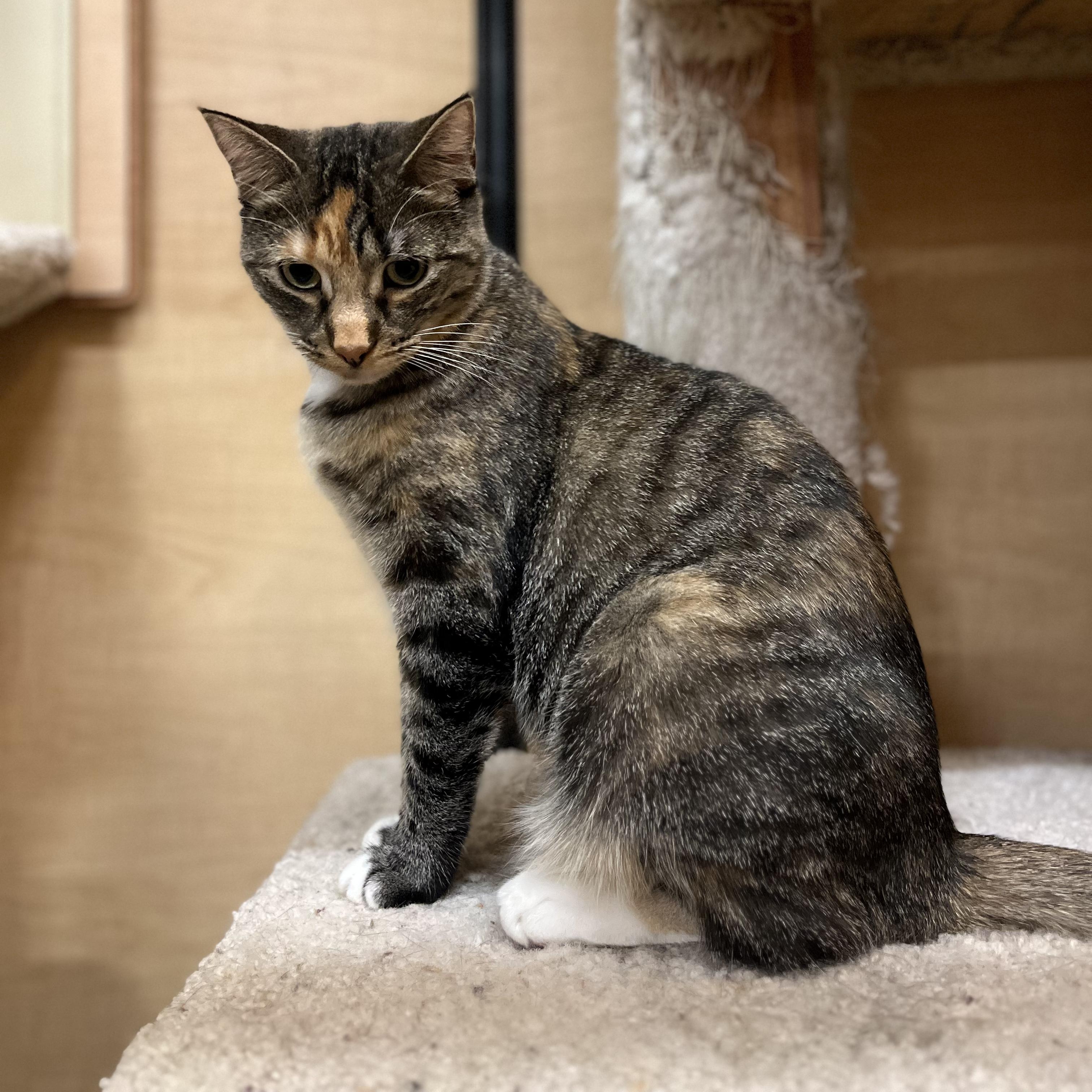 Enlarge Jingle, a Adoptable mixed breed in Tustin, CA image 1/7