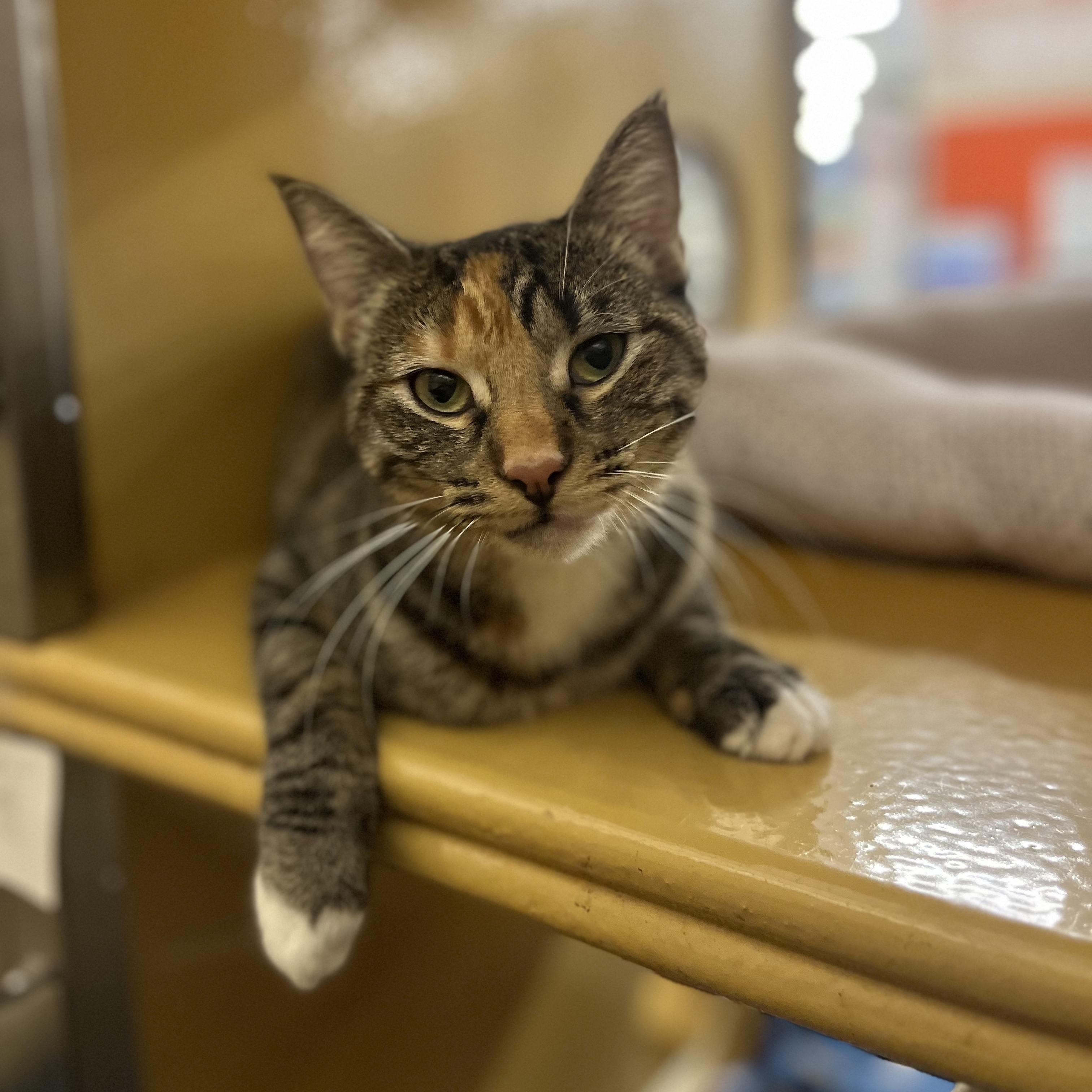 Enlarge Jingle, a Adoptable mixed breed in Tustin, CA image 6/7