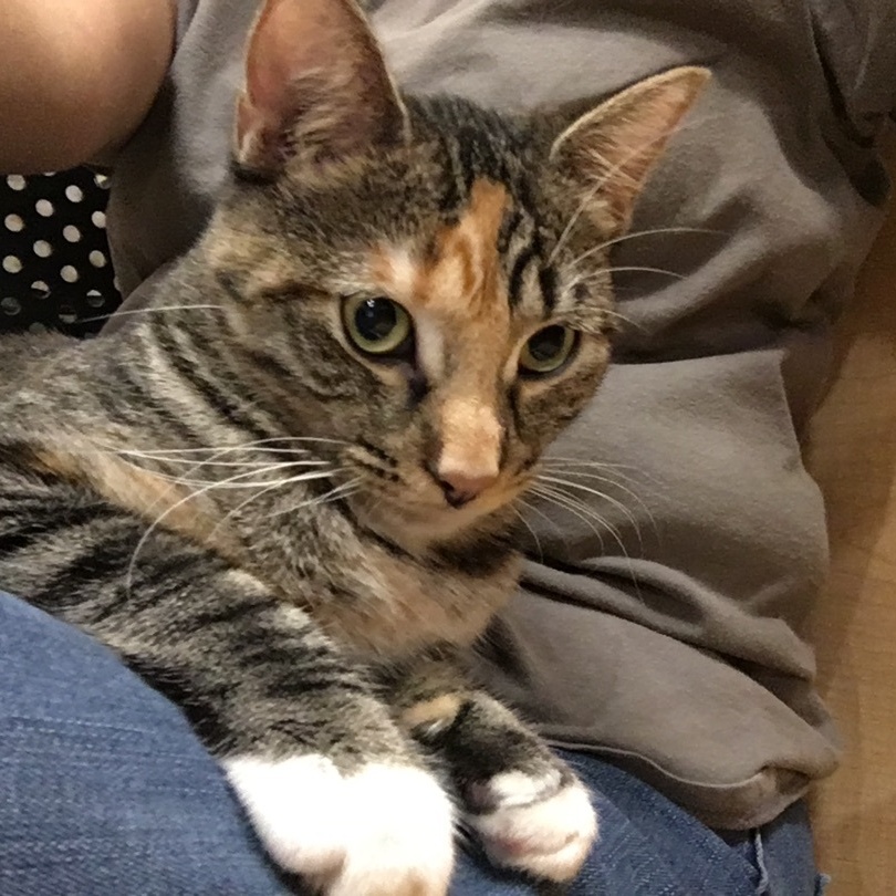 Enlarge Jingle, a Adoptable mixed breed in Tustin, CA image 7/7