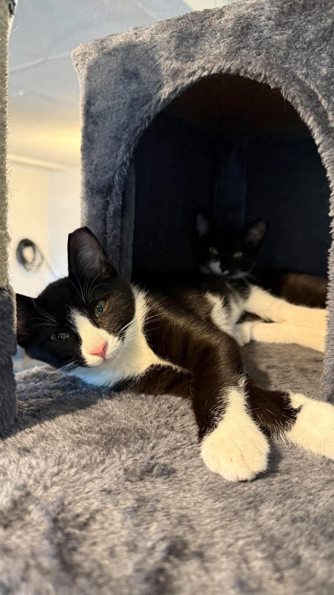 Enlarge Mr. Handsome, a Adopted Domestic Short Hair in East Lansing, MI image 4/6