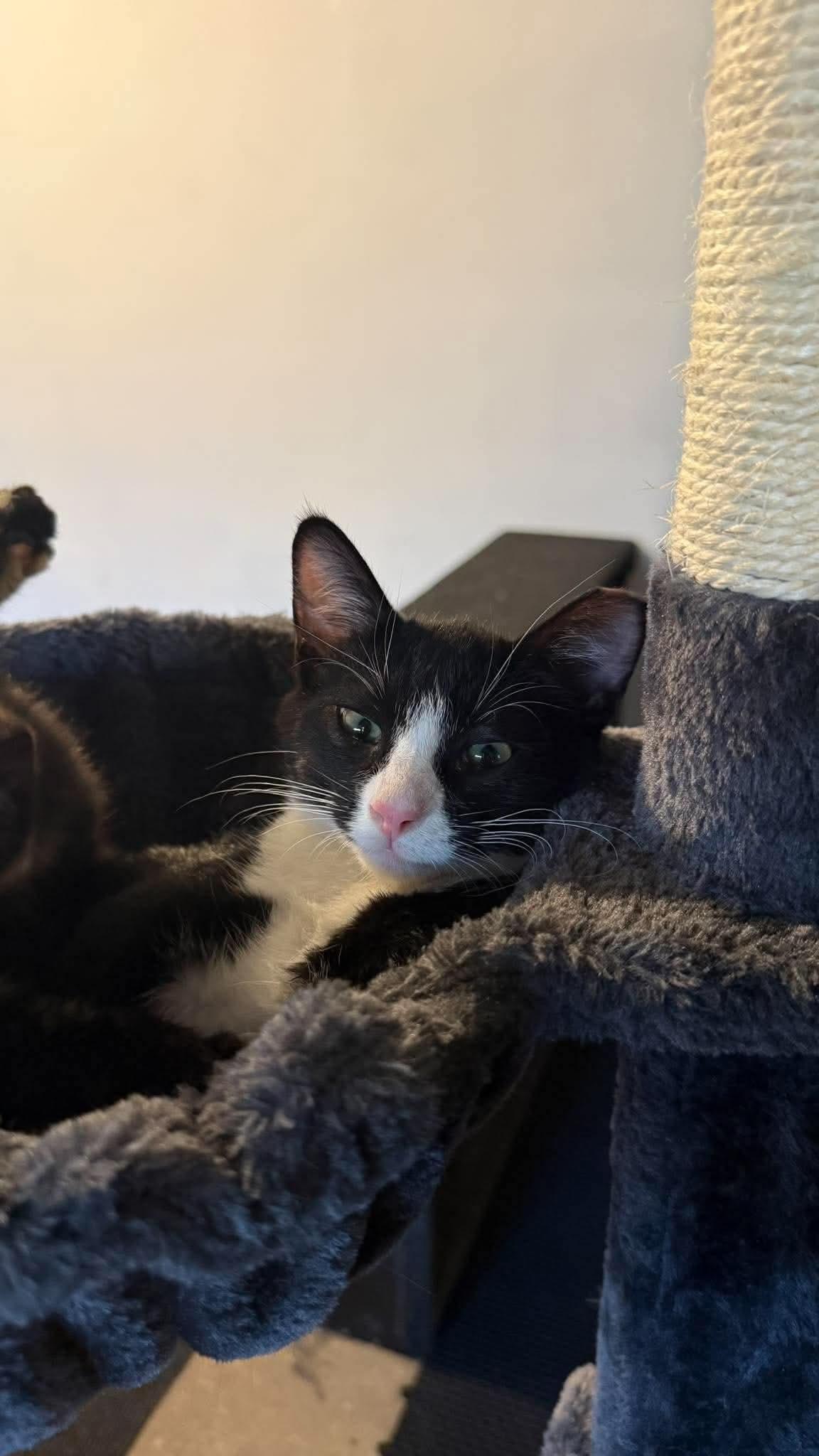 Enlarge Mr. Handsome, a Adopted Domestic Short Hair in East Lansing, MI image 2/6