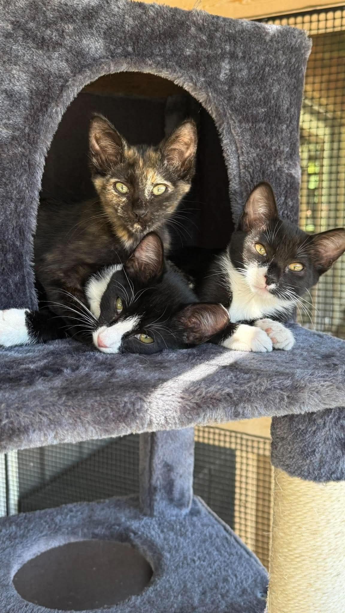 Enlarge Mr. Handsome, a Adopted Domestic Short Hair in East Lansing, MI image 5/6